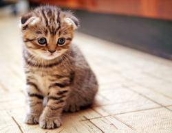 Cute HD Wallpaper