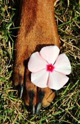 Dogs HD Wallpaper