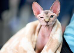 Cats HD Wallpaper