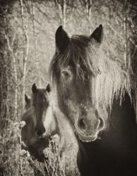 Horses HD Wallpaper