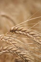 Wallpaper