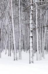 Winter HD Wallpaper