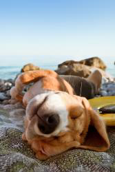 Dogs HD Wallpaper