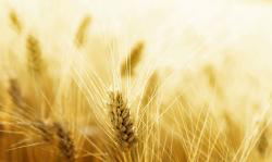 Nature HD Wallpaper