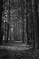 Monochrome HD Wallpaper