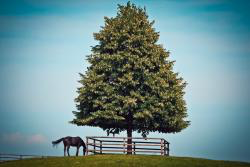 Horses HD Wallpaper