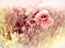 Vintage HD Wallpaper