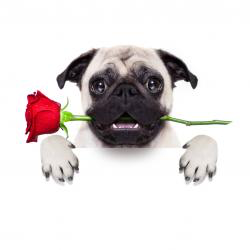 Dogs HD Wallpaper