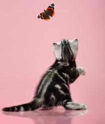 Cats HD Wallpaper