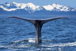 Sea Life HD Wallpaper