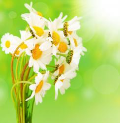 Spring HD Wallpaper