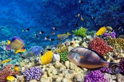 Sea Life HD Wallpaper