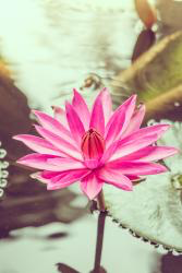 Flowers HD Wallpaper