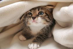 Cute HD Wallpaper