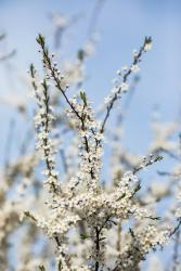 Flowers HD Wallpaper