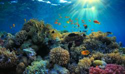 Sea Life HD Wallpaper