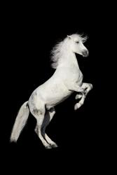 Horses HD Wallpaper