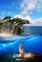 Sea Life HD Wallpaper