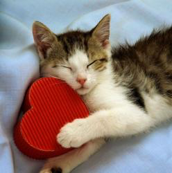 Cats HD Wallpaper