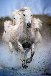 Horses HD Wallpaper