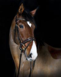 Horses HD Wallpaper