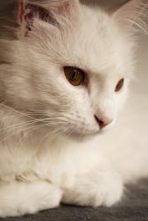 Cats HD Wallpaper