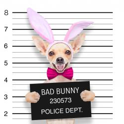 Dogs HD Wallpaper