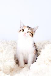 Cats HD Wallpaper